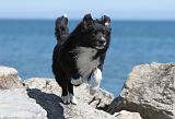 BORDER COLLIE 1577